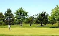 Golden Hawk GC