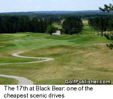 Black Bear