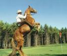 Thoroughbred Golf Club
